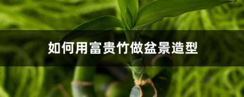 如何用富贵竹做盆景造型