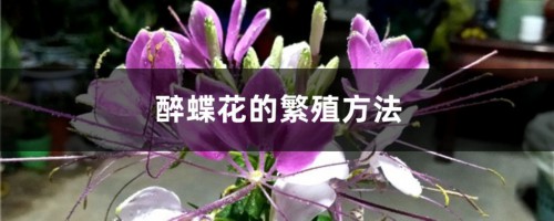 醉蝶花的繁殖方法