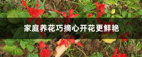 家庭养花巧摘心开花更鲜艳