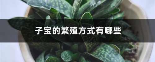 子宝的繁殖方式有哪些